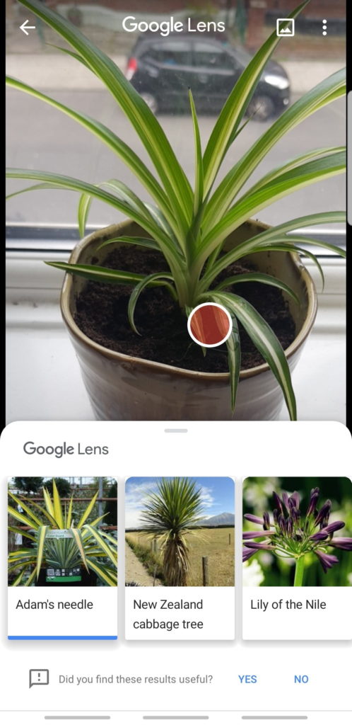Google lens plants